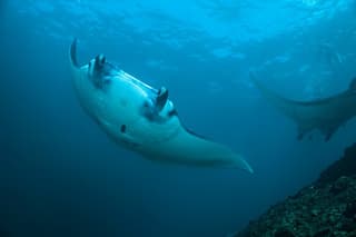 Snorkelling with Manta Rays at Nusa Penida and Lembongan