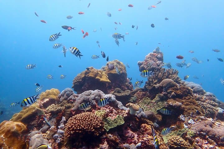 Try Diving at Tulamben Liberty Shipwreck for non-certified divers — photo 1 of 7