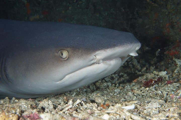 Scuba Diving Padangbai Shark Point 2 dives for certified divers — photo 1 of 9