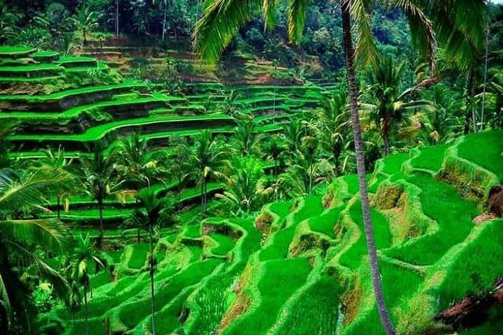 Bali Day Tour- Ubud and Kintamani Volcano View (All Inclusive) — photo 1 of 5
