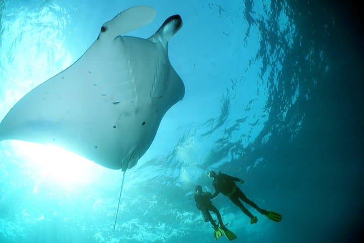 Scuba Diving Nusa Penida Manta Point 3 dives for certified divers — photo 1 of 9