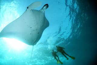 Scuba Diving Nusa Penida Manta Point 3 dives for certified divers