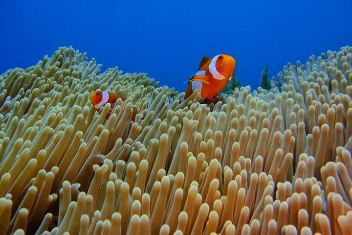 Bali Snorkeling Trip at USS Liberty Shipwreck With Hotel Transfers — photo 1 of 7