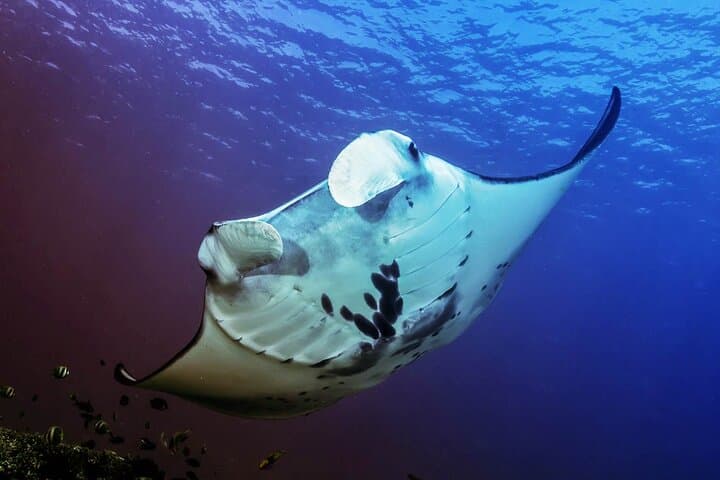 Snorkeling Adventure with East Nusa Penida Tour All Inclusive — photo 1 of 14