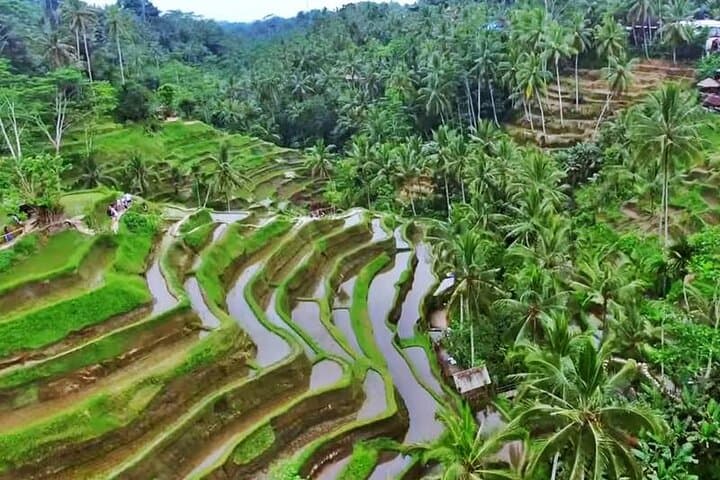 Tremendous Ubud Tour with Swing & Purification with Transfer — photo 1 of 15