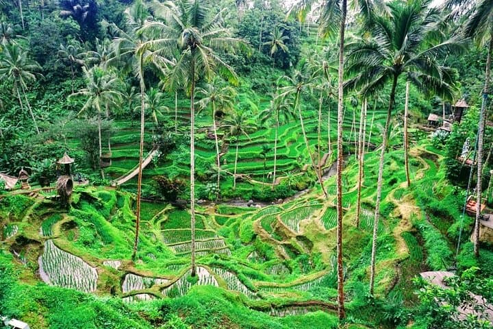 One Day Tour Tegalalang Rice Terrace And Gunung Kawi Temple — photo 1 of 9
