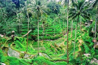 One Day Trip Bali Bird Park And Ubud Tours