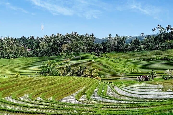 Private Tour The Beauty of Jatiluwih Rice Terrace — photo 1 of 3