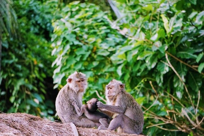 Private Tours Bedugul And Alas Kedaton Monkey Forest — photo 1 of 8