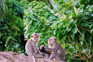 Private Tours Bedugul And Alas Kedaton Monkey Forest