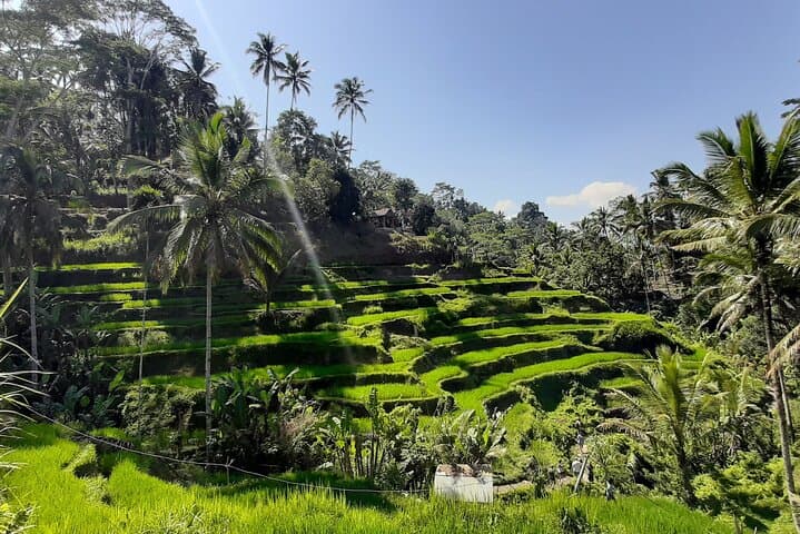 Ubud Tour - Highlights of Ubud — photo 1 of 10