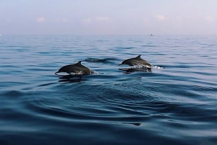 Bali Dolphin Lovina tour and Ulundanu Beratan — photo 1 of 4