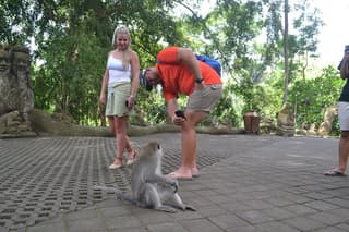 Ubud Highlights Tour – Monkey Forest, Rice Terrace & Waterfall