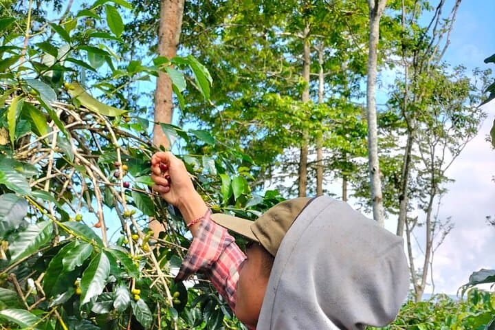 Journey of Bali coffee — photo 1 of 4