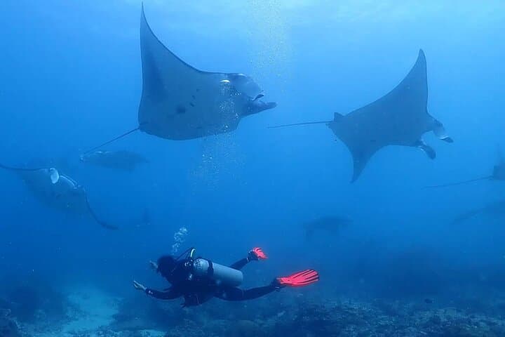 Scuba Diving In Nusa Penida — photo 1 of 2