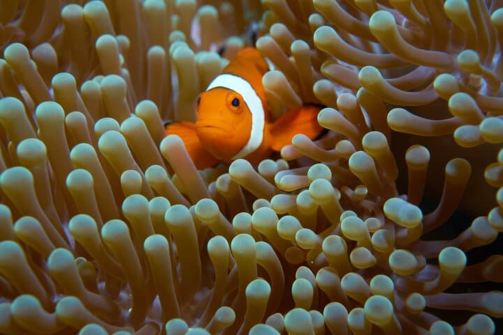 Menjangan island snorkeling full day boat trip — photo 1 of 6