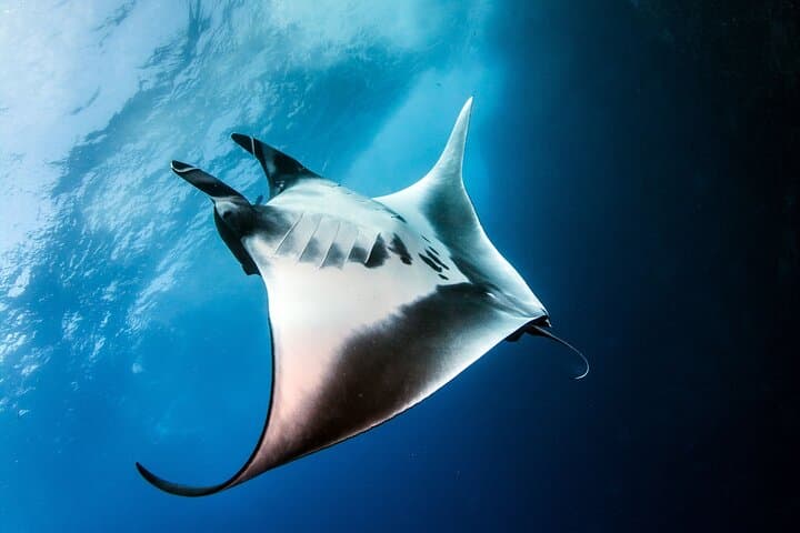 2 Days/1N Trip - Snorkeling with Manta Rays in Lembongan/Penida (all included) — photo 1 of 19