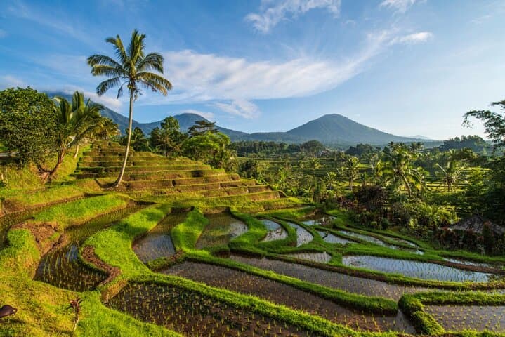 Northern Bali Tour - Private Full Day Tour - All Inclusive — photo 1 of 33