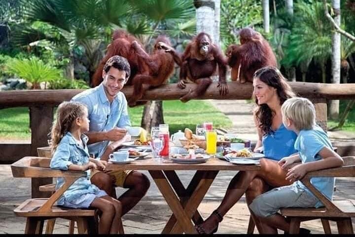Things to do - Breakfast with Orang Utan — photo 1 of 4