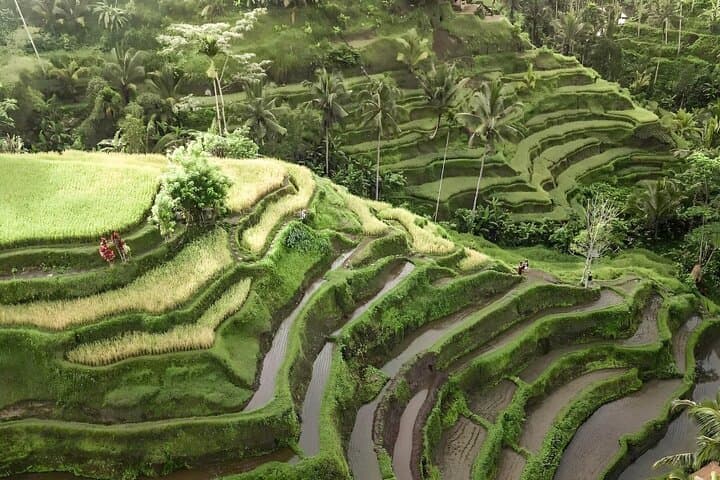 Bali Tour : Best Attractions in Ubud with Rice Terrace — photo 1 of 26