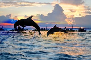 Overnight Trip To Lovina 2 Days 1 Night Best Package