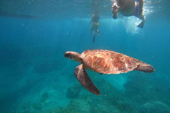 Private Nusa Penida Snorkeling: Manta, Gamat, Wall (No Land Tour) — photo 1 of 8