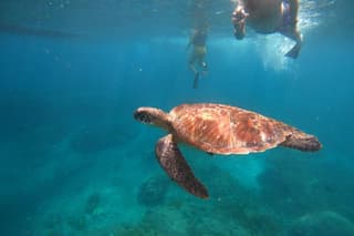 Private Nusa Penida Snorkeling: Manta, Gamat, Wall (No Land Tour)