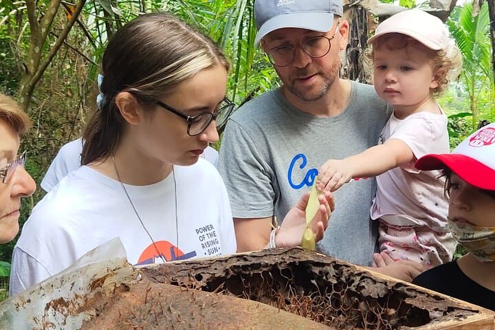 Stingless Bee Honey Farm and Beekeeping Tour — photo 1 of 10