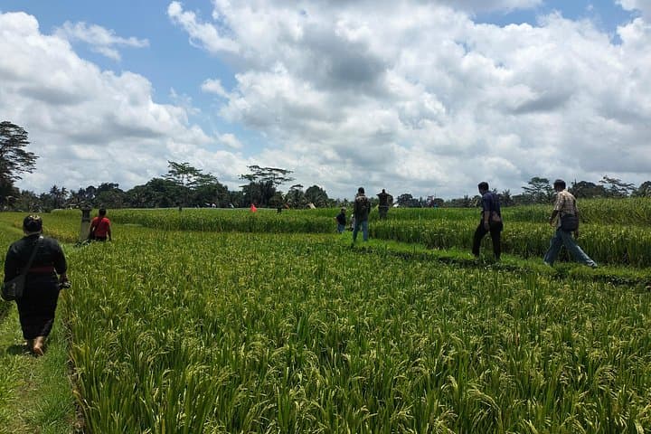 Keliki Village Tour And Rice Field Walk Including Lunch Or Dinner — photo 1 of 12