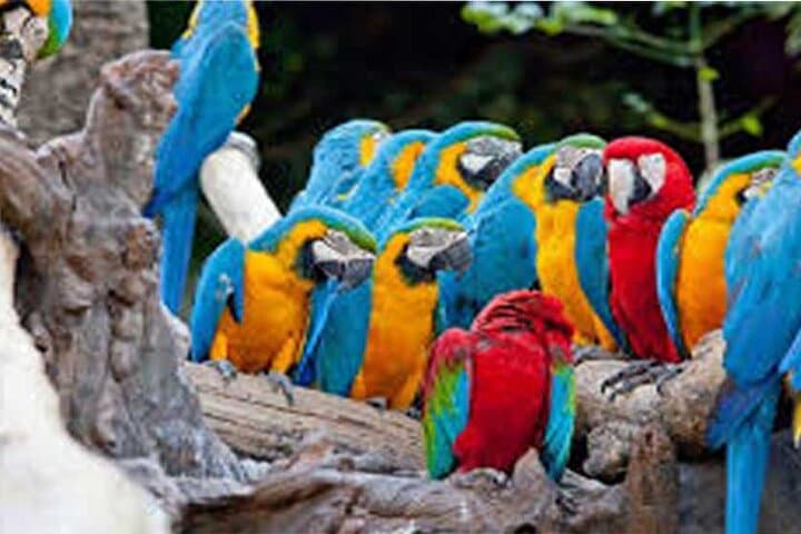 Bali Bird Park-Jungle Swing-Monkey Forest-RiceTerrace-WaterTemple — photo 1 of 27
