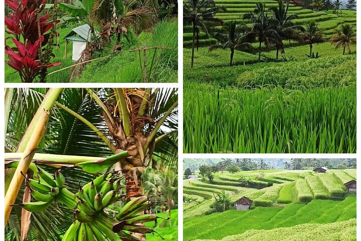 Bali One Day Tour Jatiluwih & Pura Ulun Danu — photo 1 of 14