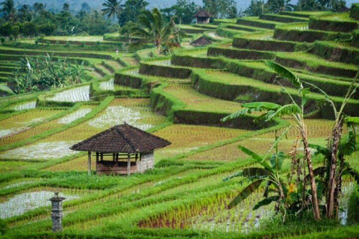Jatiluwih Rice Terrace and Temple Tour — photo 1 of 4
