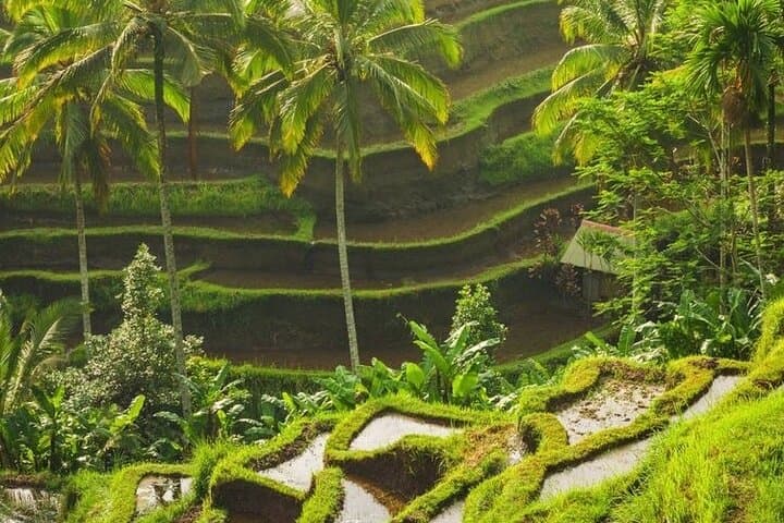 Full-Day Private and Guided Tour Around Ubud — photo 1 of 16