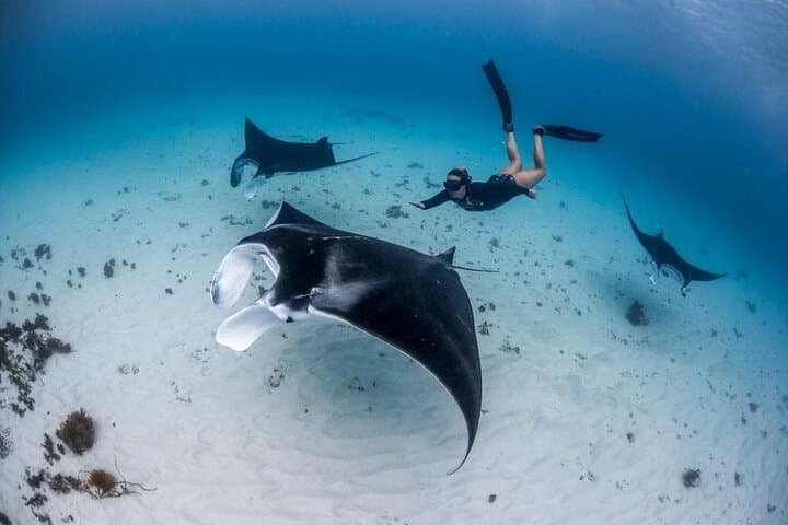 Swim with Manta Rays : Snorkeling Day Trip from Bali — photo 1 of 7