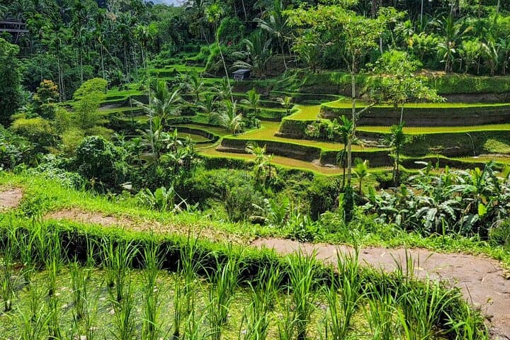 Ubud Car Hire With Driver : Customize Your Trip in Ubud Area — photo 1 of 15