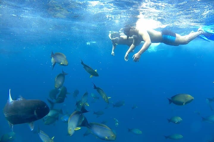 Lembongan Snorkeling at Manta Bay, Toya Pakeh Wall and Mangrove — photo 1 of 7