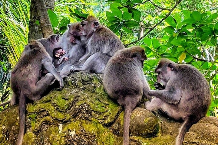 Ubud Tour - Highlight of Ubud - Best of Ubud - Private Tour — photo 1 of 20