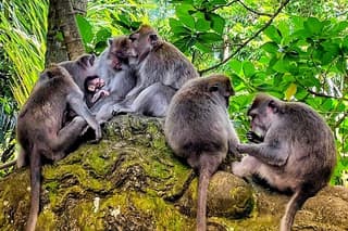 Ubud Tour - Highlight of Ubud - Best of Ubud - Private Tour