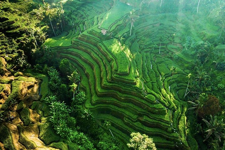 Bali: Ubud (Temple, Spring, Rice Terraces, & Waterfall) — photo 1 of 14