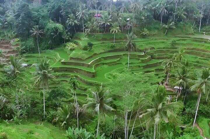 Private Half-Day Tour: The Best Ubud Half Day Trip Packages — photo 1 of 10