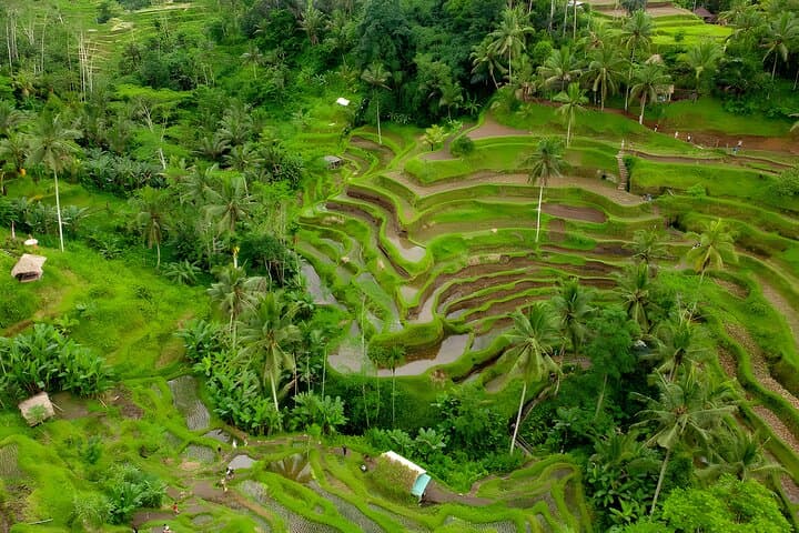 Bali Half-Day Car Charter: Discover The Best of Ubud Destination — photo 1 of 10