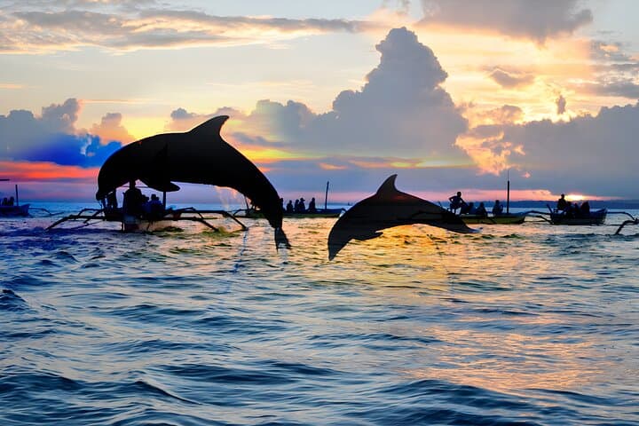 Amazing Bali Dolphin Watching Trip Experience — photo 1 of 10