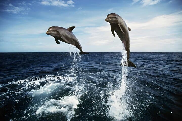 Bali Dolphin Watching Sunrise Tour in Lovina Beach — photo 1 of 11
