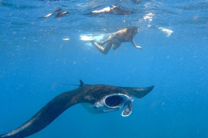 Swim with Manta Rays : Snorkeling Day Trip from Bali — photo 1 of 9