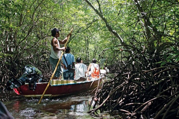 Mangrove Tour at Nusa Lembongan : Kayak, Paddle and Boat — photo 1 of 10