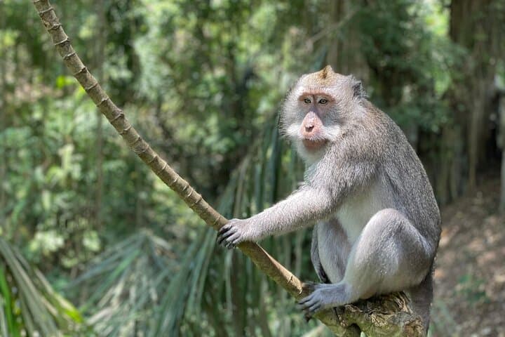 Ubud Monkey Forest Sanctuary Entrance Ticket All Inclusive — photo 1 of 19