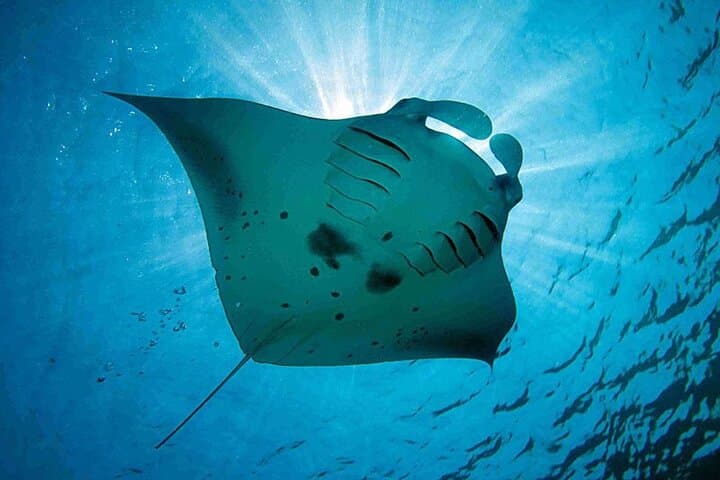 Three Islands Snorkeling (3 Spots) Manta Rays - From Lembongan — photo 1 of 7
