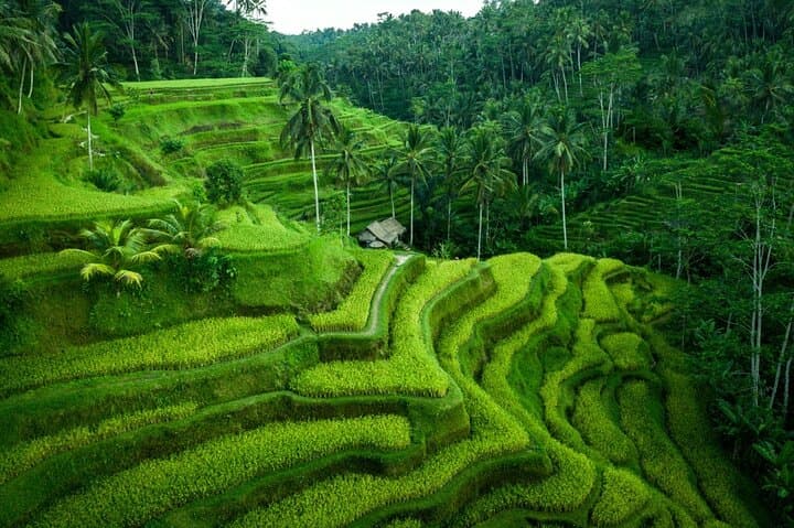 Ubud Tour With Monkey Forest, Rice Terrace, Waterfall, Temple — photo 1 of 16