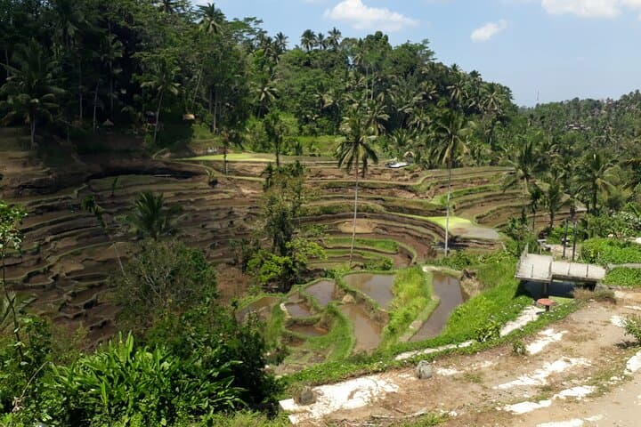 Private tour in Ubud country side — photo 1 of 6