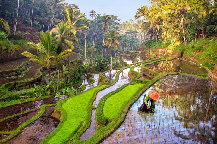 Full Day Private Tour Best of Ubud — photo 1 of 6
